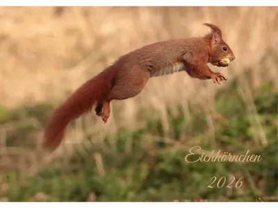 Image de raxxa Premium Calendrier mensuel écureuil 2026 paysage DIN-A4