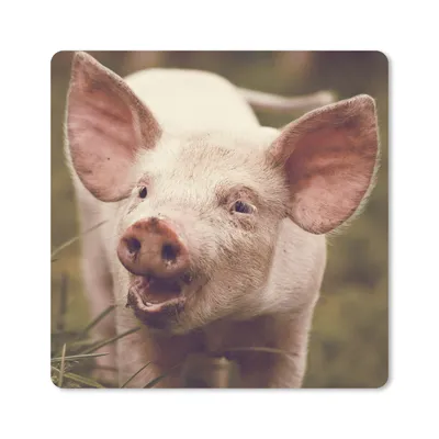 Produktbild von MuchoWow® Mauspad Mousepad Schwein - Porträt - Tier 20x20 cm - Mousepads - Maus Mat - Pad - Mausunterlage - Desk Mat - Bureauartikeln