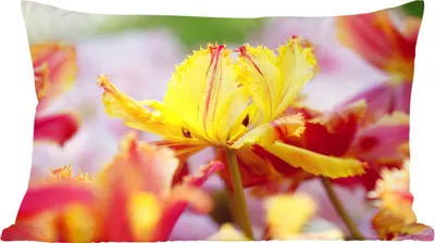 Produktbild von MuchoWow® Zierkissen Sofakissen Wohnzimmer Dekokissen 50x30 cm Tulpe in Nahaufnahme - Wohnzimmerdekoration - Polster mit Photo