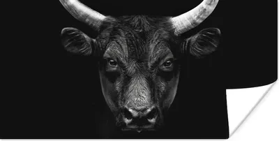 Produktbild von MuchoWow® Poster Tiere - Stier - Schwarz - Weiß - Porträt 160x80 cm - Foto Poster