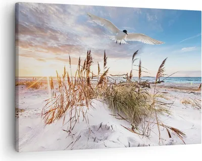 Produktbild von Bild auf Leinwand - Leinwandbild - Einteilig - Möwe Meer Küste - 70x50cm - Wand Bild - Wanddeko - Wandbilder - Leinwanddruck - Bilder - Wanddekoration - Leinwand bilder - Wandbild - AA70x50-4902
