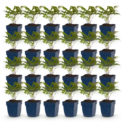 Image de Green boutiQ - Plante vivace - Astilbe (A) Fanal - Spirea à panicules - Ombre - Rouge - 24 plants - Pot de 11 cm - Hauteur 15-25 cm
