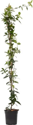 Zdjęcie produktu dla Jaśmin Toskański - Trachelospermum jasminoides - W110-120cm - ⌀17cm
