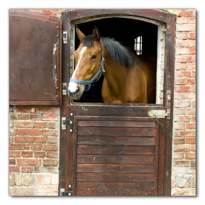 Produktbild von Wallario selbstklebende Möbelfolie/ Tischdecke für Innen und Außen, Größe: 100 x 100 cm - Pferd im Stall