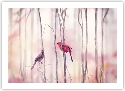 Produktbild von Poster - Poster ohne Rahmen - Vögel Kardinal Scharlachrot - 70x50 cm - Wand Bild - Wanddeko - Wandbilder - Kunstposter - Wandposter - Bilder - Kunstdruck - Wanddekoration - Wandbild - P2XAA70x50-4256
