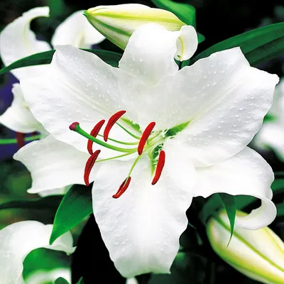 Image de Lys oriental blanc XXL 1 pièce Lys bulbes de lys bulbes Parfumés
