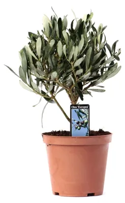 Image de Olea olivier sur tronc - 21cm - Ø13cm - Plante de jardin