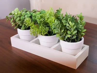 Immagine prodotto di Mix di erbe succulente, MagicHome, 18 cm, vaso - carta, 3 pz, artificiale