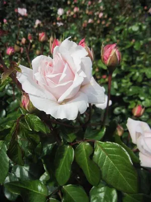 Produktbild von Rosa Constanze Mozart ® - Beetrose Constanze Mozart - Parfuma Rose - Kordes Rose