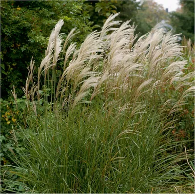 Produktbild von Stauden Gänge 1 x Miscanthus sinensis 'Graziella' im 1 Liter Topf - Chinaschilf - Eine elegante Wahl für strukturstarke Akzente - Winterhart
