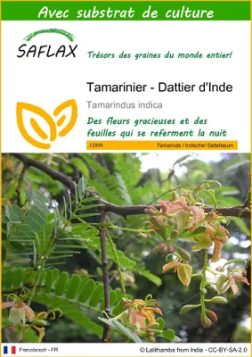 Image de SAFLAX  - Tamarinier - Dattier d'Inde - 4 graines - Avec substrat - Tamarindus