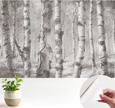 Produktbild von Fototapete selbstklebend - 104x70 cm - Tapete - Wandtapete - Wandbilder - Klebefolie - Dekofolie - Tapete Folie - Wand - Dekoration - Wohnzimmer - Birkenwald
