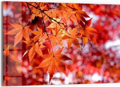 Produktbild von DEQORI Glasbild Echtglas 90x60 cm 'Herbstblattglanz' Wandbild Bild modern Deko