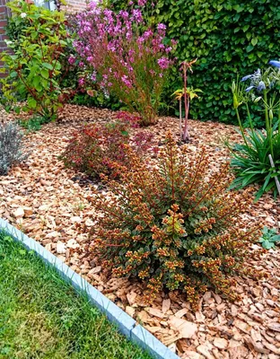 Produktbild von Ceanothus Säckelblume -Blue Sapphire- immergrün 25 - 30 cm