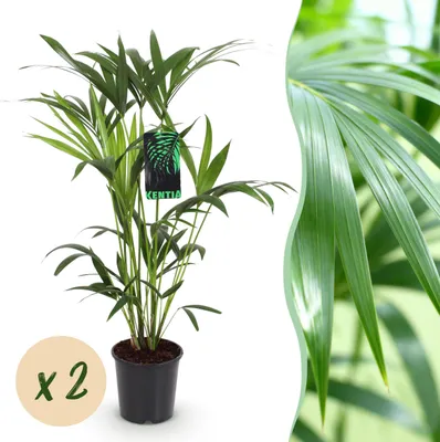 Immagine prodotto di Howea Forsteriana - Palma Kentia - Bassa manutenzione - Verde - 2 piante - 80-85cm - Ø19cm - Pianta d'appartamento - Sempreverde