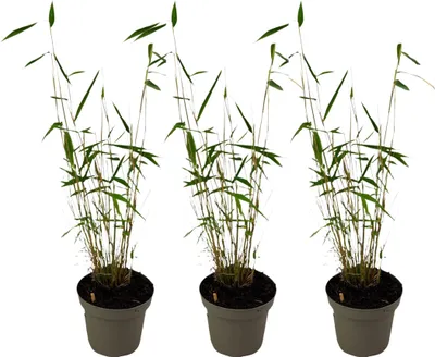 Produktbild von Bambus - 3 Stk - Fargesia papyrifera 'Blue Dragon' - Höhe 30-40cm - ⌀13cm