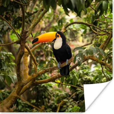 Produktbild von MuchoWow® Poster Vogel - Tukan - Dschungel - Natur - Tropisch 100x100 cm - Babyzimmer