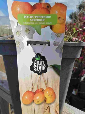 Obrázok produktu pre Okrasná jabloň 'Professor Sprenger' 100-120 cm - Jabloň - Malus 'Professor Sprenge' - Jabloň