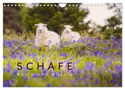 Produktbild von Schafe - Weich und wollig (Wandkalender 2027 DIN A4 quer), CALVENDO Monatskalender