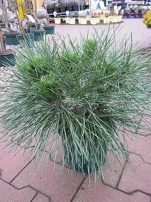 Produktbild von Kugelkiefer Pierrick Bregeon® - Pinus nigra - 25-30cm