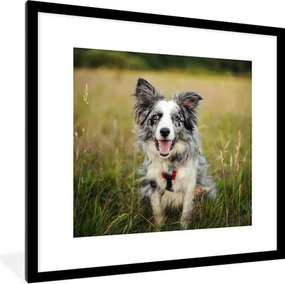 Produktbild von MuchoWow® Gerahmtes Poster Border Collie im Gras liegend 40x40 cm - Poster mit Schwarzem Bilderrahmen Wandposter Rahmen Foto Bilder - Poster - Plakat im Rahmen