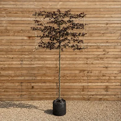 Produktbild von Blutbuche Spalier Purpurea 120 cm, Stammhöhe 180 cm, Stammumfang 10-12 cm - Fagus sylvatica Spalier