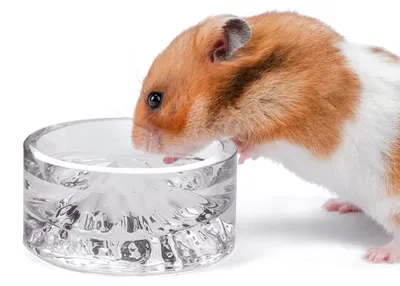 Produktbild von Kristall-Trinknapf für Hamster – Wassernapf für Hamster – Glas – 5,6 cm – 50 ml – Transparent – Für kleine Nagetiere