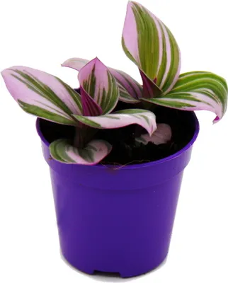Zdjęcie produktu dla Mini-roslina - trójkwiat - Tradescantia "Nanouk" - latwa w pielegnacji wiszaca roslina doniczkowa - doniczka 5,5 cm