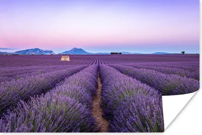 Produktbild von MuchoWow® Poster Lavendelfeld bei Sonnenuntergang in Südfrankreich 30x20 cm - Plakate - Print