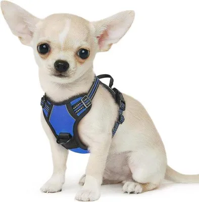 Produktbild von Famanu Hundegeschirr Anti-Zug für Kleine Hunde - Verstellbar und Reflektierend