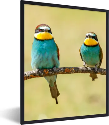Produktbild von MuchoWow® Gerahmtes Poster Vögel - Tiere - Bienenfresser 60x80 cm - Poster mit Schwarzem Bilderrahmen Wandposter Rahmen Foto Bilder - Premium - Wanddeko Wohnzimmer