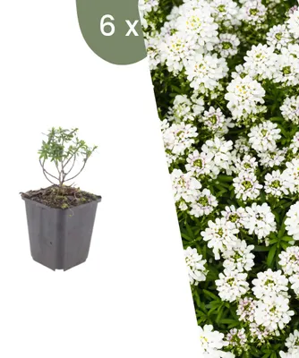 Productafbeelding van Planten van Frank | 6 Sneeuwklokjes ('Schneeflocke') planten | Iberis Sempervirens 'Schneeflocke' | Bodembedekker | Winterhard | Meerjarig | Tuinplanten