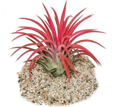 Produktbild von Tillandsia ionantha "Fire" - intensive rote Farbe