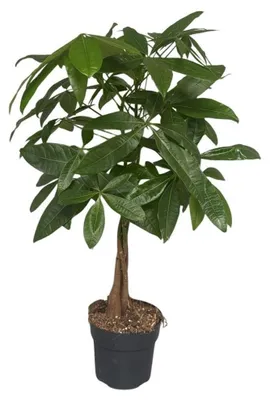 Productafbeelding van JUNAVERA Pachira aquatica geldboom | 17 cm pot | 60 cm hoog