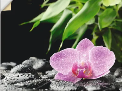 Produktbild von ARTland Wandbild, selbstklebend Rosa Orchidee auf schwarzen Zen Steinen Größe: 40x30 cm