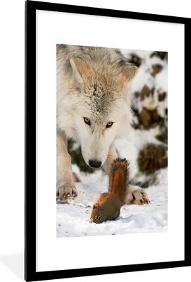Produktbild von MuchoWow® MuchoWow® Gerahmtes Poster Eichhörnchen - Wolf - Schnee - Winter 60x90 cm - Poster mit zchwarzem Bilderrahmen - Dekoration - Wandposter Wohnzimmer - Hochwertig