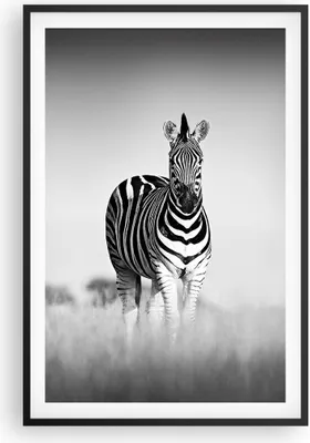 Produktbild von Gerahmtes Poster - Schwarzer Rahmen - Zebras Fotografie Schwarzweiß - 61x91,5 cm - Wand Bild - Wanddeko - Wandbilder - Kunstposter - Wandposter - Bilderrahmen - Bilder - Kunstdruck - P2BPA61x91-4476