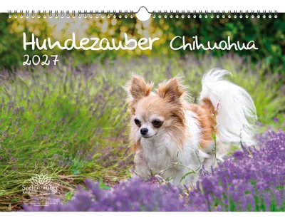 Produktbild von Hundezauber Chihuahua DIN A3 Kalender für 2027 Welpen und Hunde - Seelenzauber