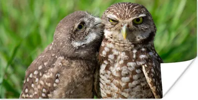 Produktbild von MuchoWow® Poster Eulen - Vögel - Gras 40x20 cm - Poster für die Wand - Poster Schlafzimmer