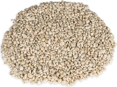 Produktbild von Umbonium vestiarium, Weiß, verpackt mit 0,5kg, Größe ca. 0,5-1cm, ca. 1500-2000 Stück | Deko-Schnecken