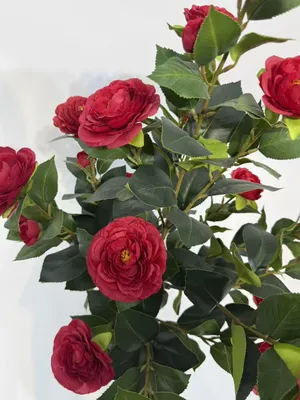 Obrázok produktu pre Umelá kamélia, výška 90 cm, červená, realistický vzhľad, vhodná do interiéru, dekoratívna rastlina v kvetináči