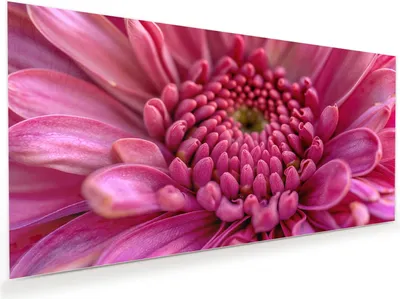 Produktbild von Glasbild 60x30cm in XXL für Wohnzimmer, Schlafzimmer Motiv Nahaufnahme Blume