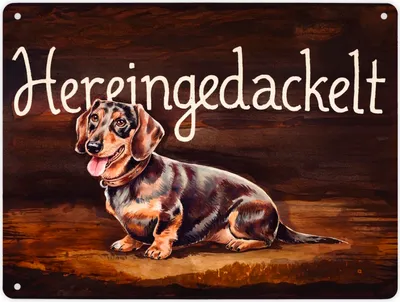 Produktbild von Hereingedackelt Metallschild XL in 21x28 cm mit Dackel