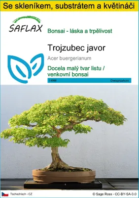 Obrázek produktu pro SAFLAX Kultivační sada - Trojzubec javor - Acer buergerianum - 30 Semena - S mini skleníkem, pěstebním substrátem a 2 květináči