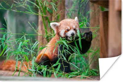 Produktbild von MuchoWow® Poster Roter Panda - Bambus - Grün 120x80 cm - Bilder