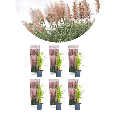 Produktbild von Bloomique - 6er-Set - Cortaderia Rosea - Rosa Pampasgras - Ziergras - Winterhart - Höhe 20-30 cm - Topf 9 cm