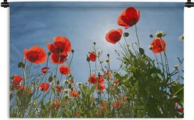 Produktbild von MuchoWow® Wandteppich Wandbehang Strahlende Sonne über einigen Mohnblumen in Spanien 120x80 cm Tapisserie Dekoration Wandtuch - Wanddekorationen - Wandtücher