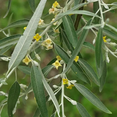 Image de 2 plants de l'élégagnus angustifolié (Elaeagnus angustifolia) | Hauteur : 60-80 cm, vendues en pot
