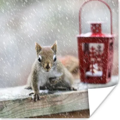 Produktbild von MuchoWow® Poster Eichhörnchen - Laterne - Schneeflocke - Winter 30x30 cm - Wandposter - Printing