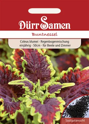 Produktbild von Buntnessel | Buntnesselsamen von Dürr Samen